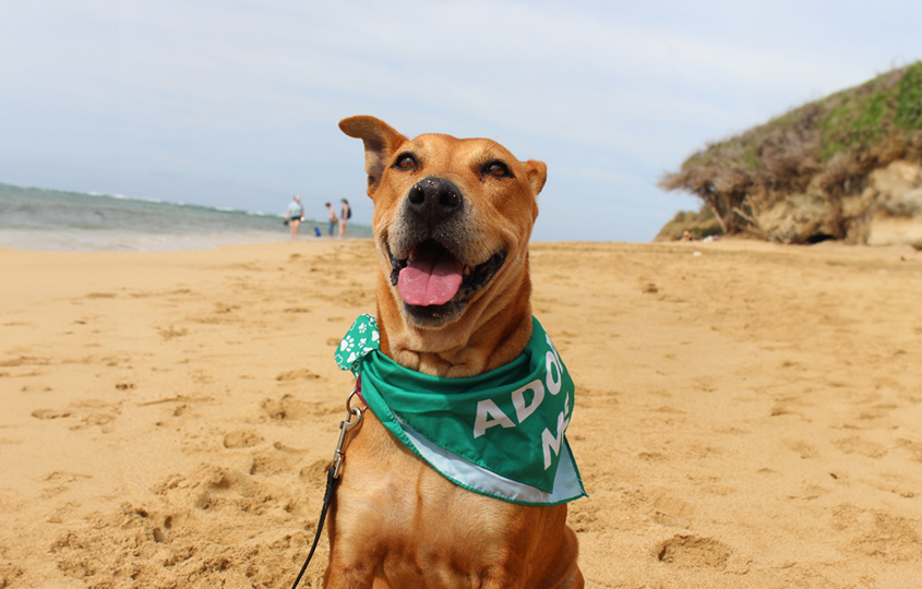 Hawaiian Humane Society
